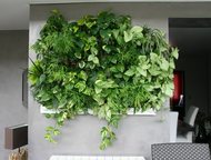 -:   Green Tree    ,  ,   . 
       +   