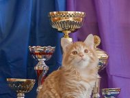 -:   -   -,   WCF.    Olga Afanasieva, Russia (AB WCF); Peter Mo