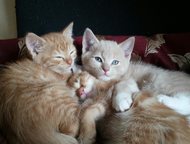 котята Мейн кун<З Британ Продаю котят своих питомцев. мама Мейн кун, папа британ. рождены и воспитаны в любви и уюте. ходят в лоточек, кушают все. При, Воронеж - Продажа кошек и котят